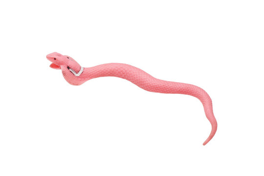 Toy pink snake.