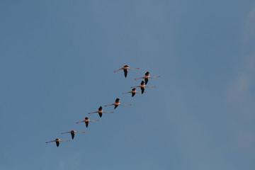 Flamenquitos