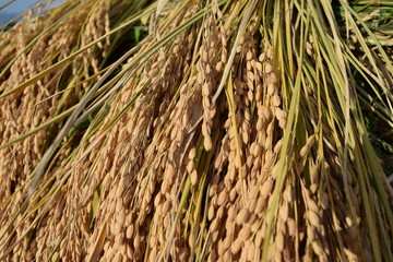 収穫された稲穂／山形県の庄内地方で稲刈りが始まり、収穫された稲穂を撮影した写真です。