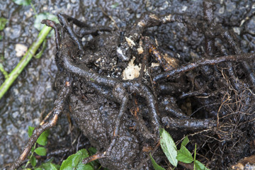 Roots of tree