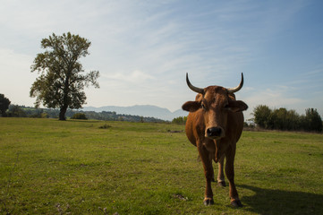 Cow in the field