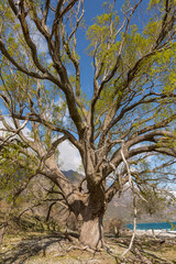 tree with branches