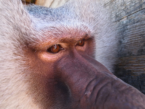 portrait hamadryad