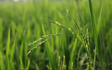 Rice plant in the field