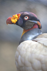 Portrait of a king vulture Sarcoramphus papa or Zopilote Rey