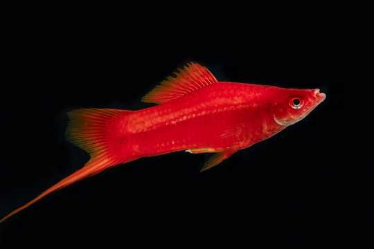 Swordtail red color males in the dark