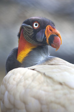 Portrait of a king vulture Sarcoramphus papa or Zopilote Rey