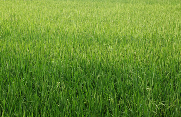 Rice plant in the field