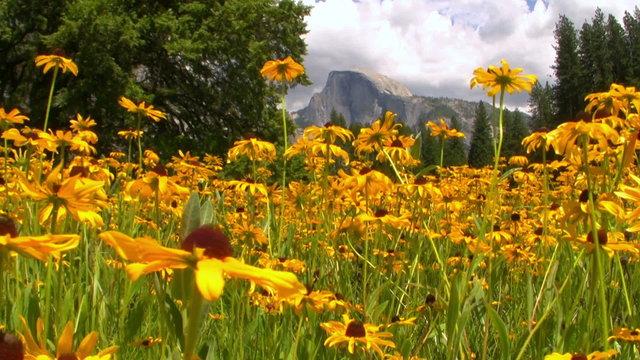 Half Dome over carpet of yellow flowers at a meadow in Yosemite National Park, California -Long Shot-