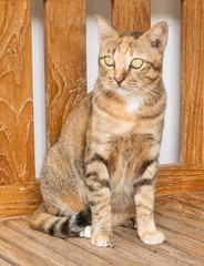 Portrait of Domestic Cat Standing on Wooden Chair