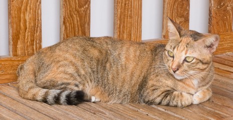 Brown Domestic Cat Resting on A Chair