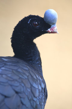 Helmeted curassow or northern helmeted curassow, (Pauxi pauxi)