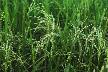 Obraz premium Rice plant in the field