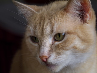 ginger cat closeup, shallow depth of field