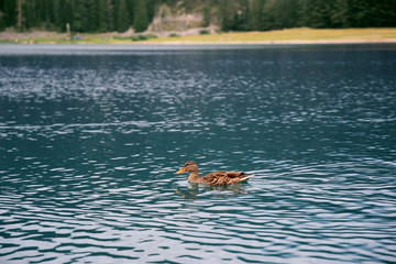 Fototapeta premium Beautiful mystical lake. Black Lake, Durmitor National Park. Montenegro. Duck on the black lake