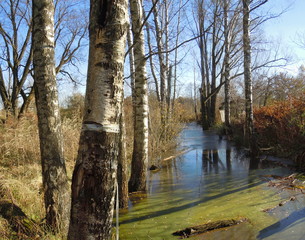 Autumn landscape with birch trees and standing water