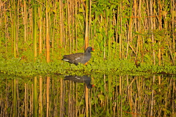 Poule d'eau, étang