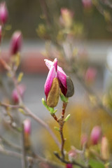 Magnolia flowers. Blooming magnolia tree in the spring