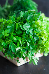 Fototapeta premium Various Fresh Greens with Lettuce, Mint, Dill and Parsley