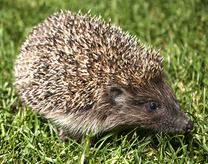 hedgehog in the grass