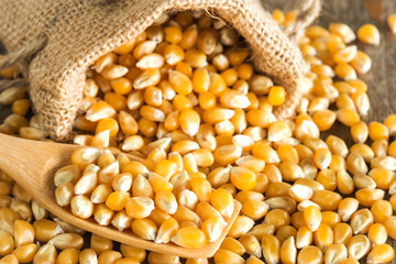 Raw popcorn with wooden spoon and burlap bag
