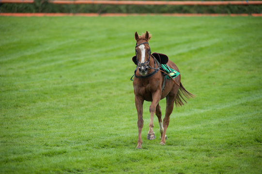 Race Horse On The Loose After Jockey Falling Off