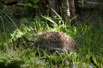 hedgehog in the grass