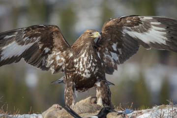 Golden eagle scavenging from a roe deer carcass