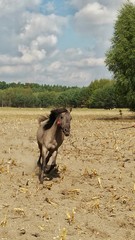 Koń © michalsen