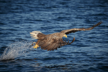 White tailed eagle snatching a fish © Natureimmortal
