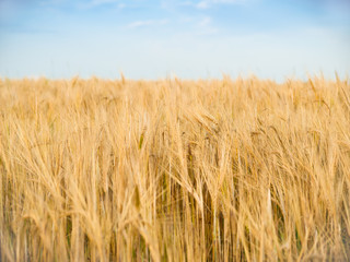 Wheat field