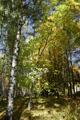 осенняя прогулка