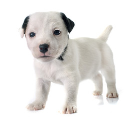 puppy jack russel terrier