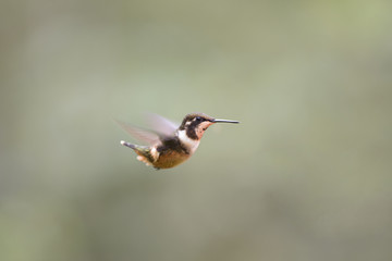 Small hummingbird in flight