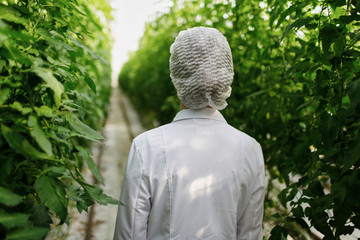 Biotechnology woman engineer examining plant leaf for disease in greenhouse