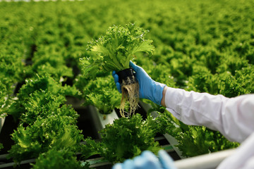 Quality control. Young female scientist stselects new breed of green salad optimized for...