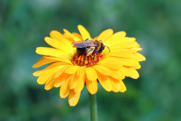 Bumblebee on a flower