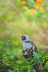 The cotton-top tamarin small New World monkeysitting action in wildlife. 