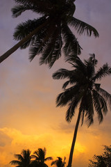 Obraz na płótnie Canvas Coconut trees