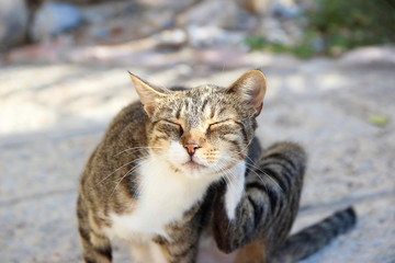 Obraz premium Montenegro cat. Cat in Kotor