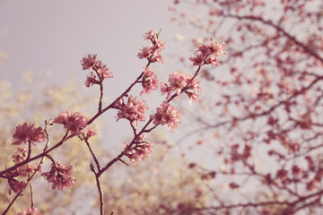 blooming trees on field in spring in the forest