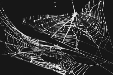 Two spiderwebs in black and white