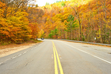 Autumn scene with road