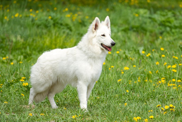 Swiss white shepherd dog
