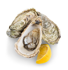 Oysters isolated on a white background