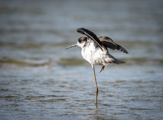 Young common greenshank (Tringa nebularia)