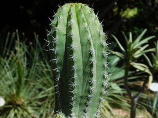 Kaktus polaskia chichipe