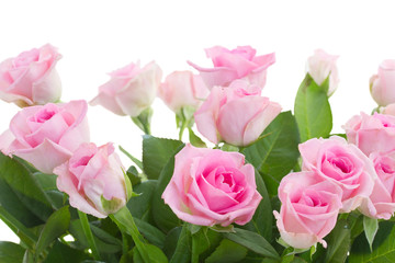 bouquet of fresh roses