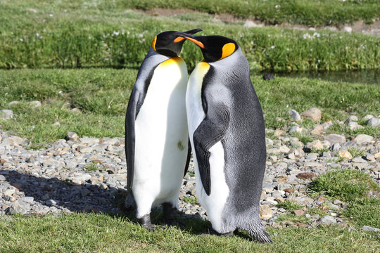 K&ouml;nigspinguine 