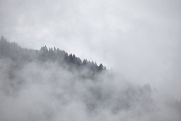 Fototapeta na wymiar Tannenwald im Nebel